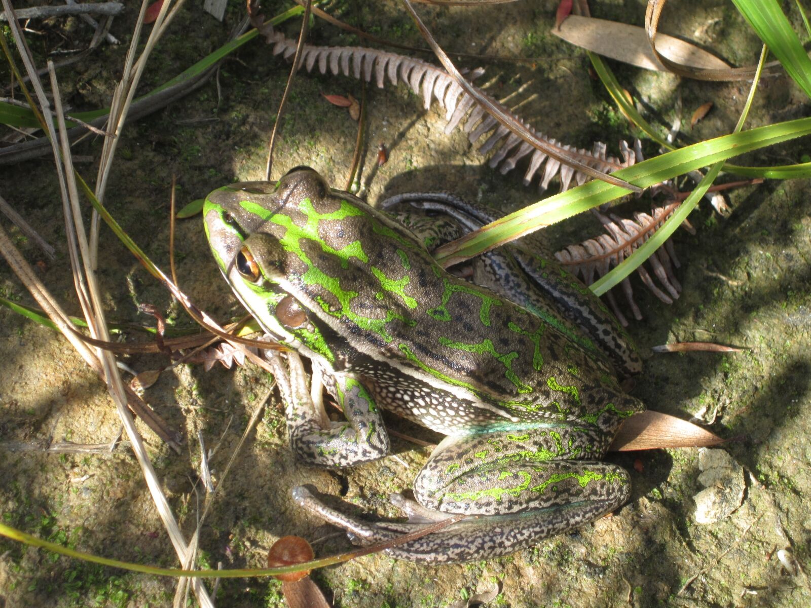 Canon PowerShot ELPH 100 HS (IXUS 115 HS / IXY 210F) sample photo. Green frog, reptile, animal photography