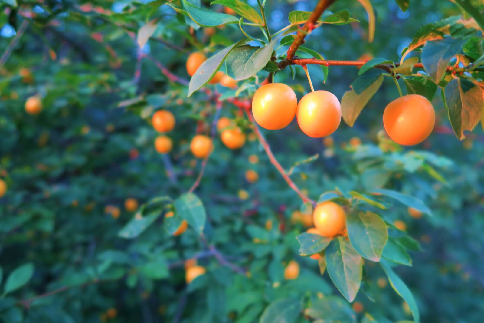 Canon PowerShot G7 X sample photo. Fruit, nature, fresh photography