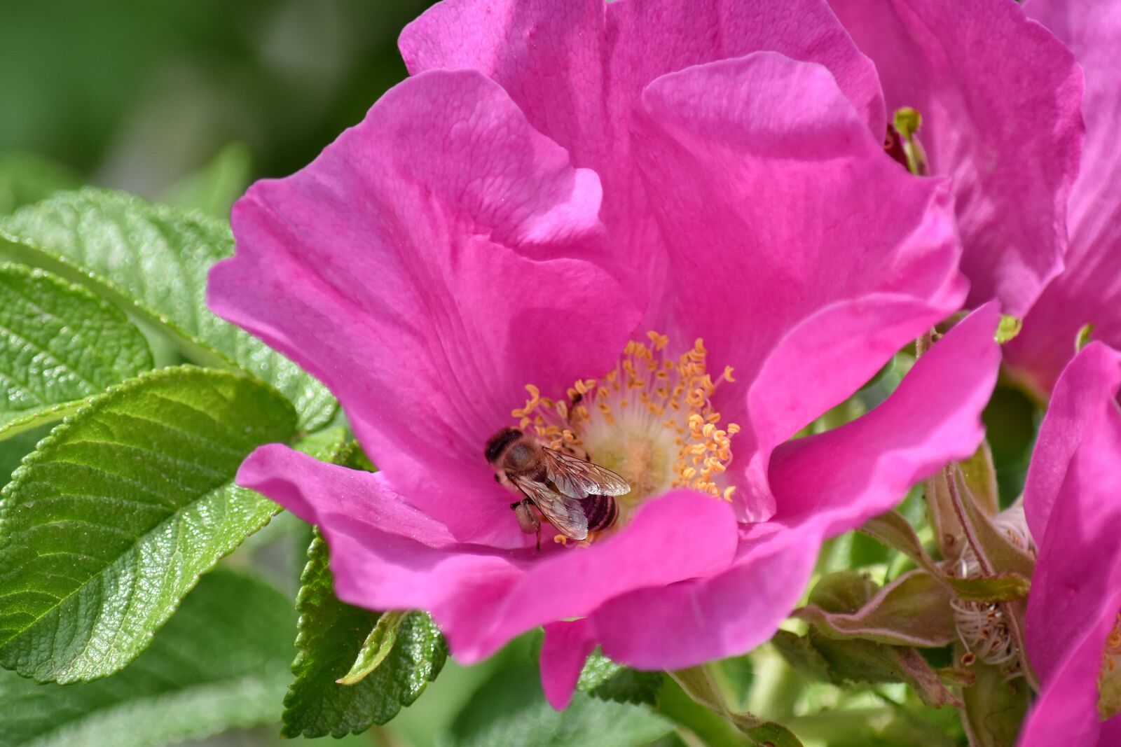 Nikon D5500 sample photo. Fair weather, honeybee, insect photography