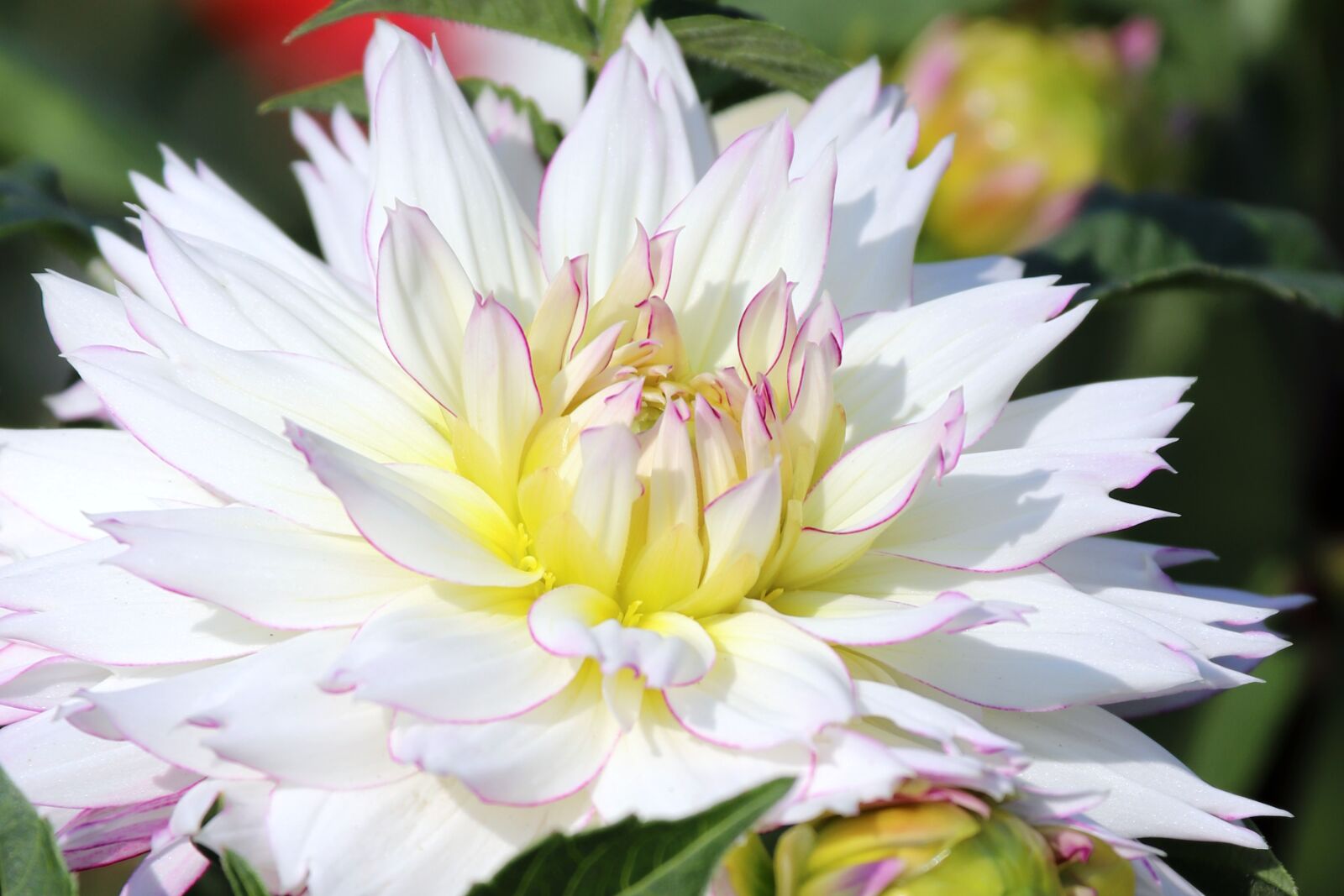 Canon EOS 800D (EOS Rebel T7i / EOS Kiss X9i) sample photo. Chrysanthemum, flower, blossom photography