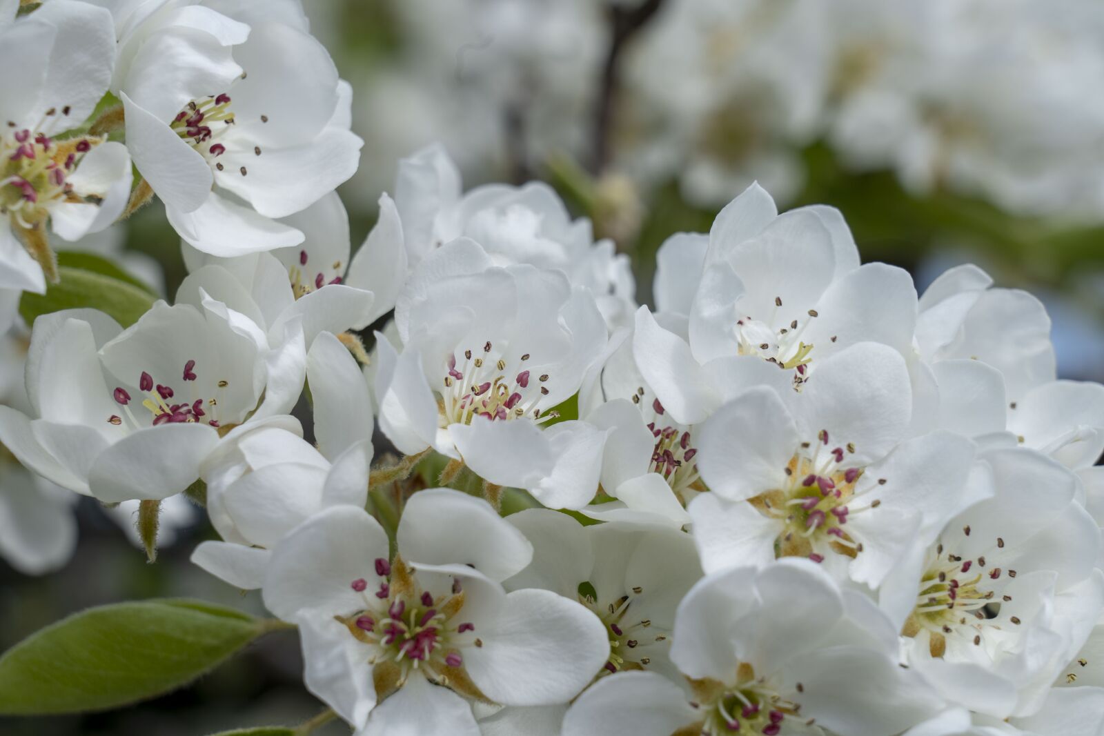 Sony FE 24-105mm F4 G OSS sample photo. Spring, flower, flowers photography