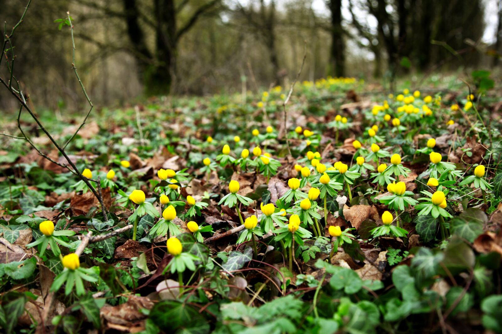 Canon EOS 5D Mark II sample photo. The beginning of spring photography