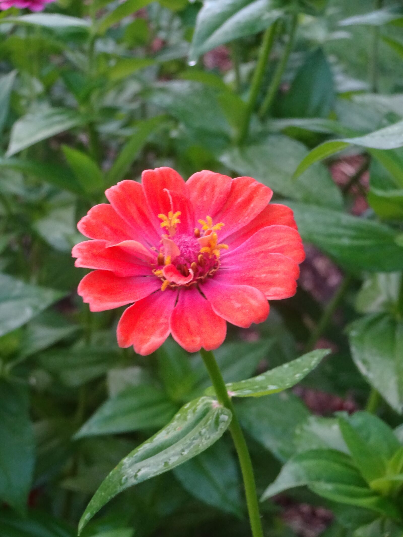 Sony Cyber-shot DSC-WX220 sample photo. Zinnia, pink, flower photography