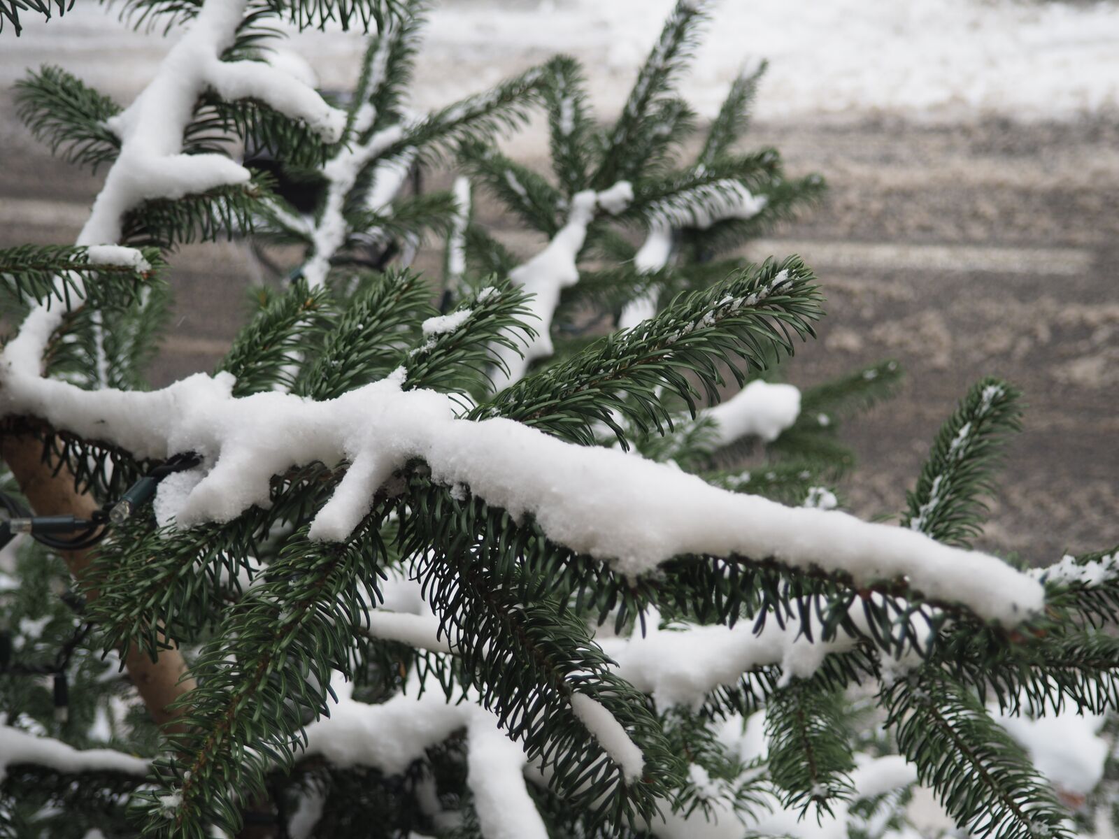 Olympus OM-D E-M10 II sample photo. Snow, green, plant photography