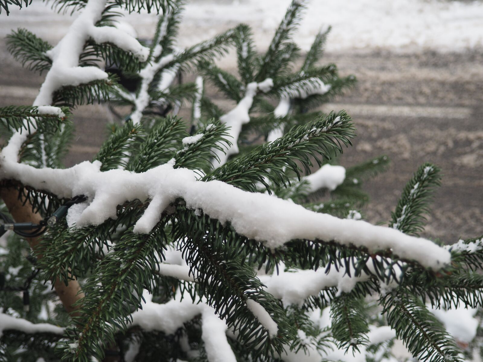 Olympus OM-D E-M10 II + Olympus M.Zuiko Digital 14-42mm F3.5-5.6 II R sample photo. Snow, green, plant photography