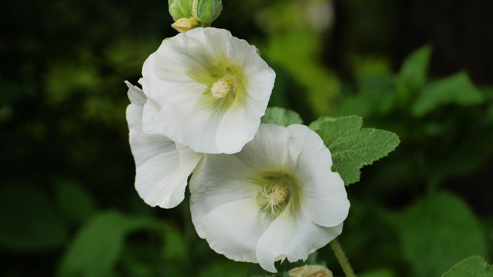 Panasonic Lumix DMC-GH3 sample photo. Flowers, this type, abstract photography