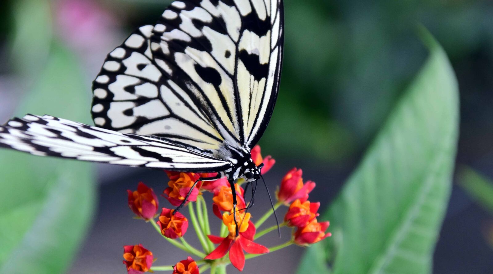Nikon D3300 sample photo. Nature, insect, butterfly, leaf photography