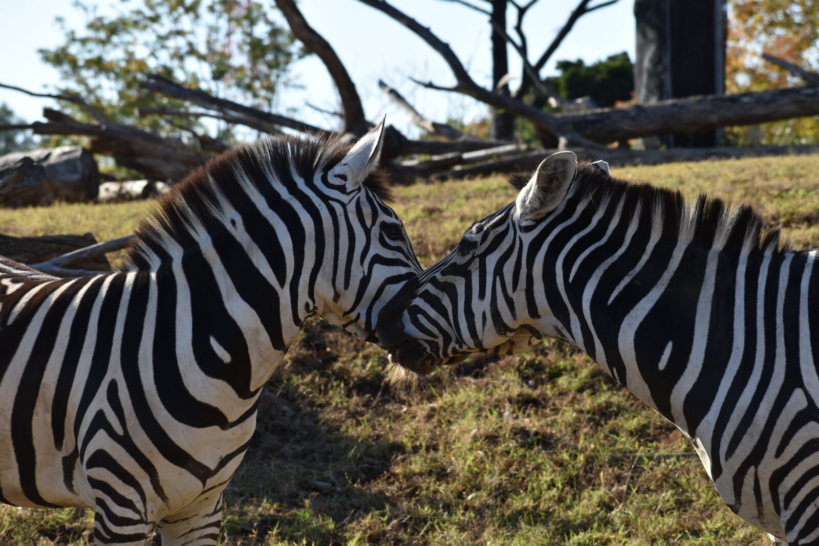 Nikon D5600 sample photo. Zoo, animal, zebra photography