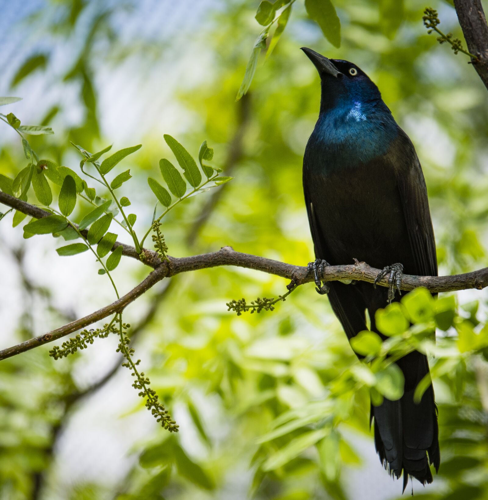 Nikon D810 sample photo. Animal, bird, close-up photography