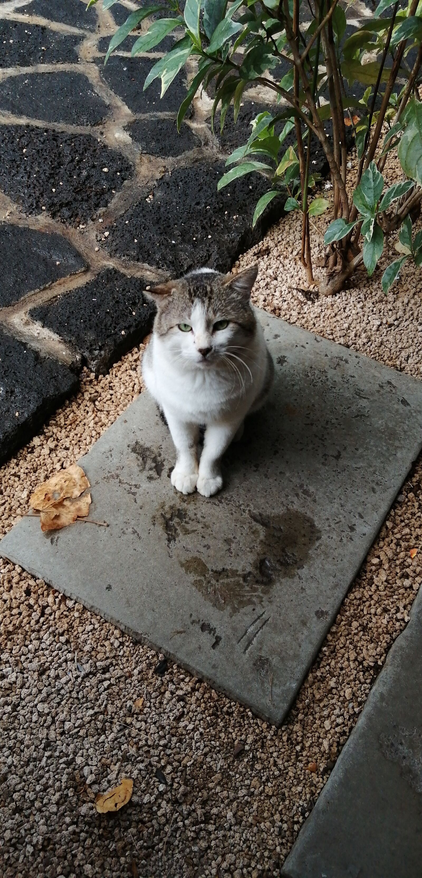 HUAWEI JKM-LX1 sample photo. Lovely, cute, honest photography