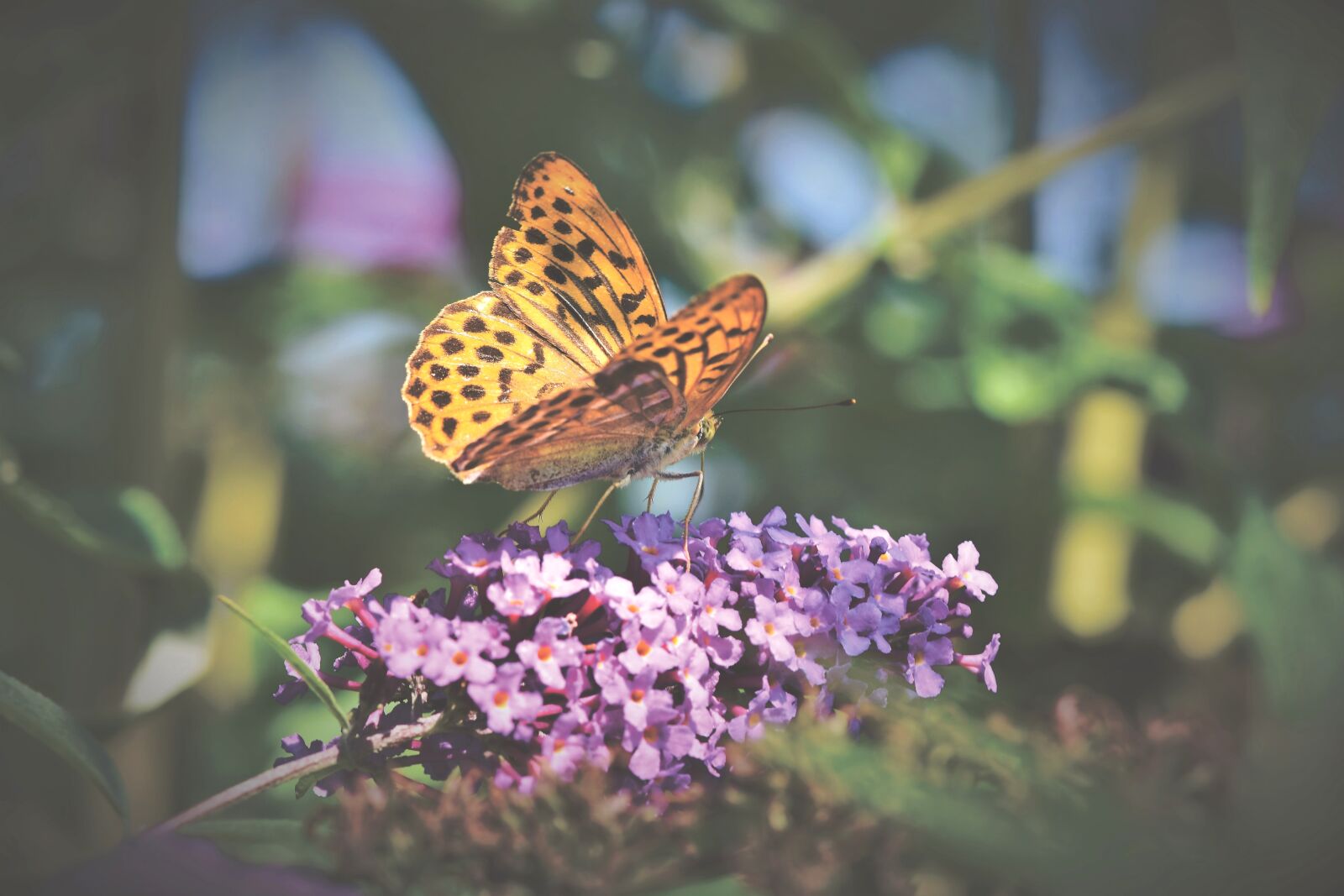 Nikon D7200 sample photo. Butterfly, tropical butterfly, exotic photography