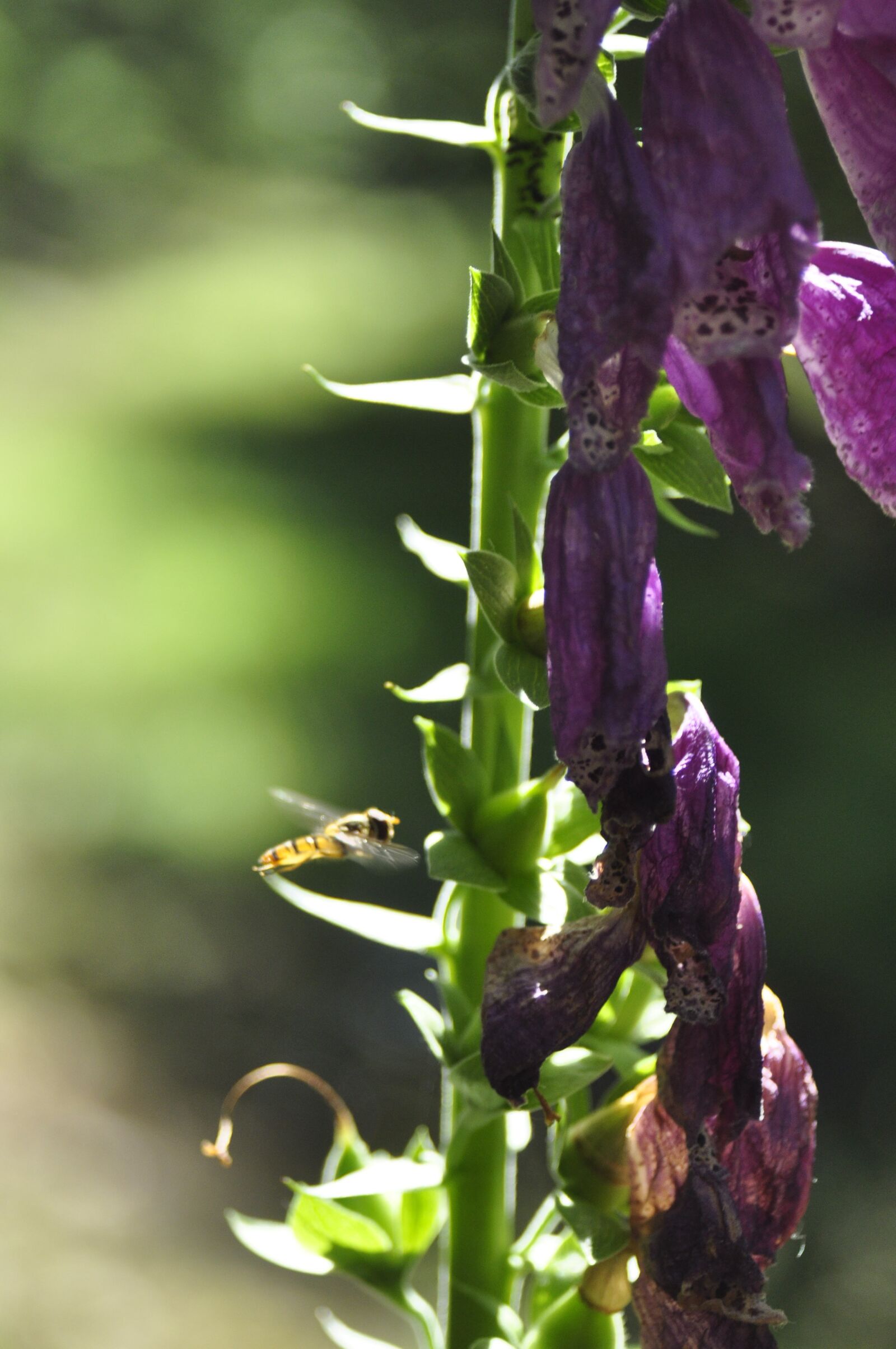 Nikon D90 sample photo. Bee, wasp, flowers photography