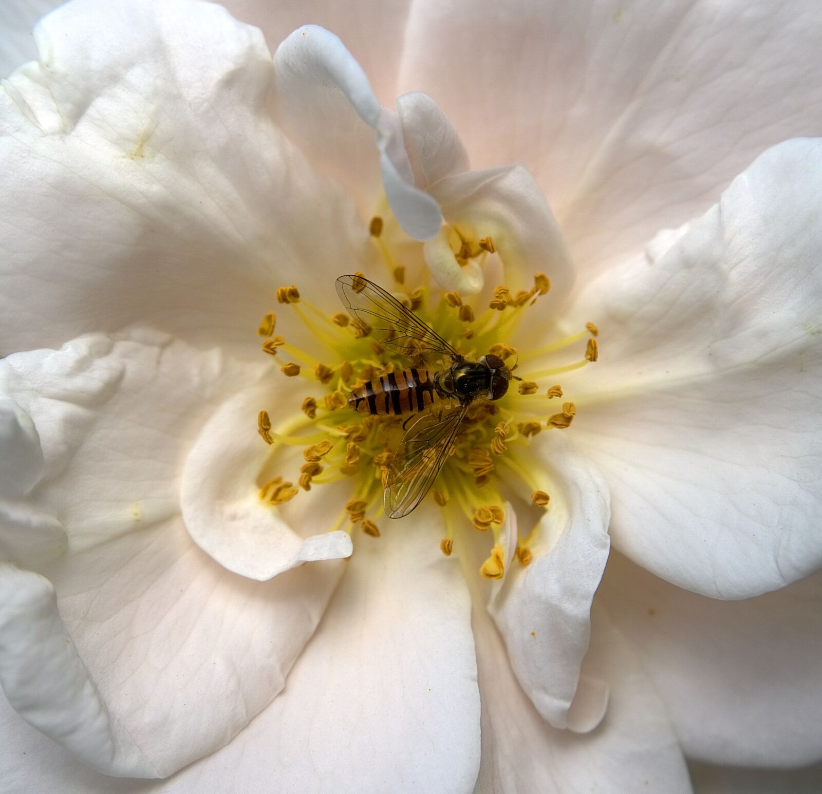 Sony a6000 sample photo. Insect, hoverfly, blossom photography