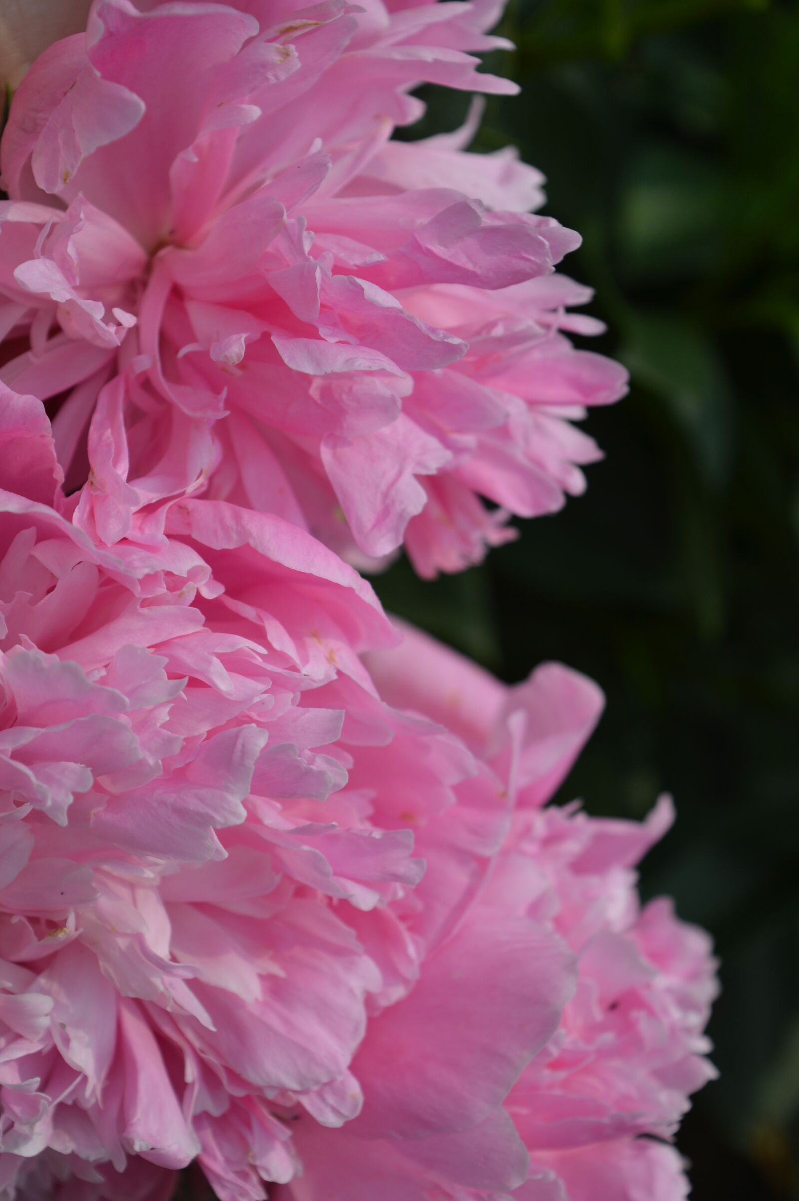 Nikon D3200 sample photo. Peony, flower, pink photography