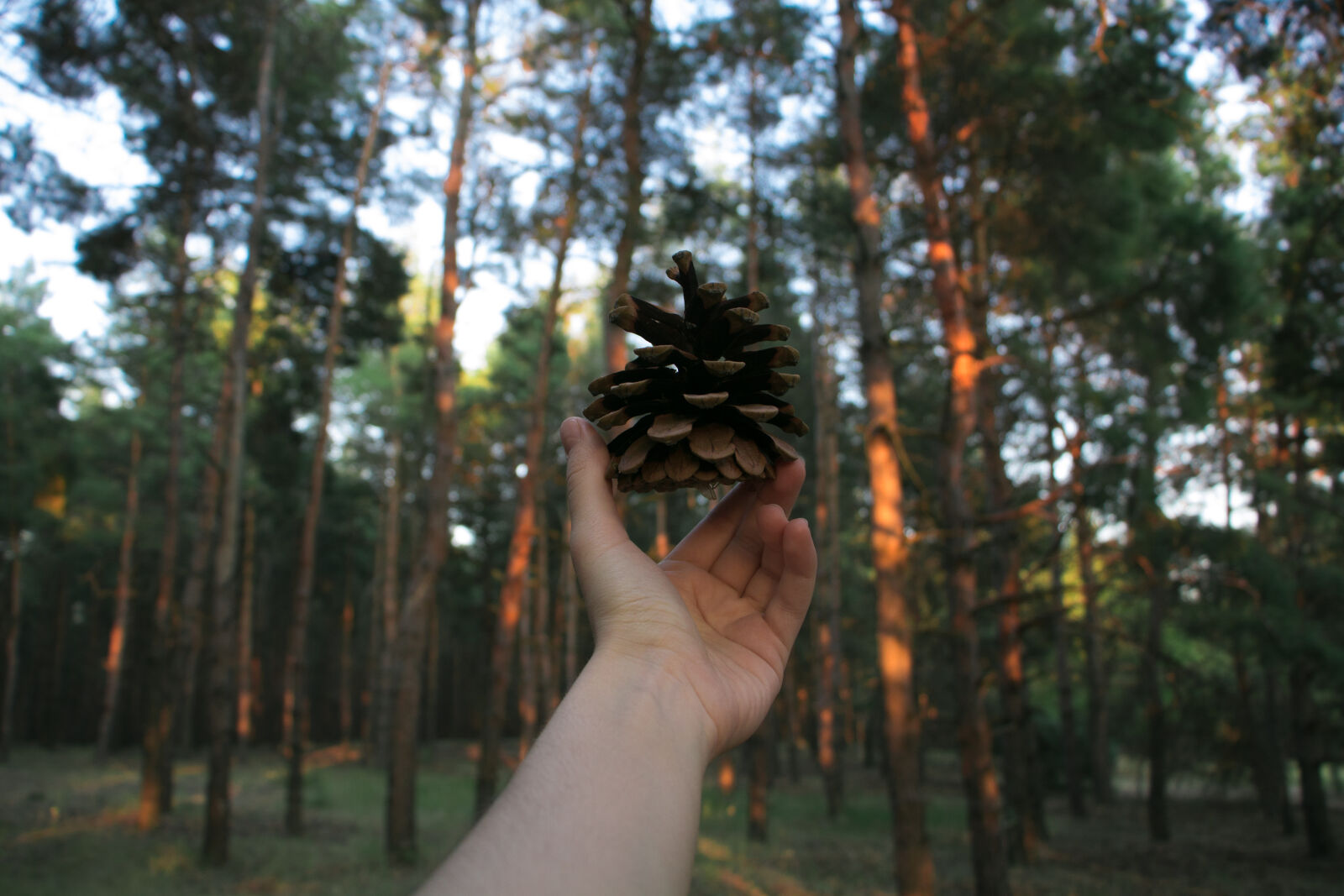 Canon EF-S 18-135mm F3.5-5.6 IS STM sample photo. Forest, hand, nature, pinecone photography
