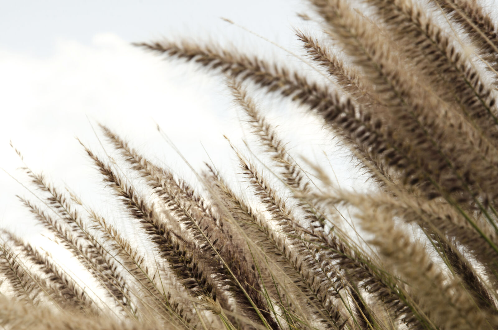 Nikon D7000 sample photo. Field, nature photography