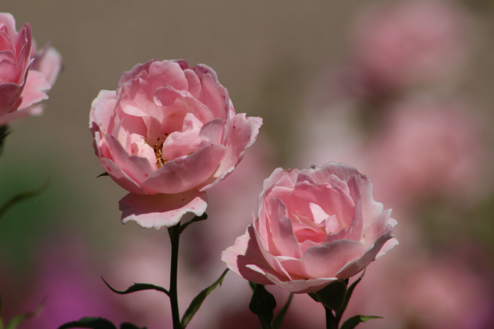 Canon EF75-300mm f/4-5.6 sample photo. Flower, flora, nature photography