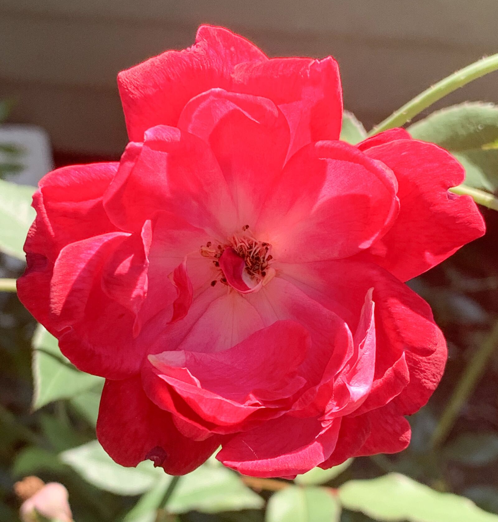 iPhone XS Max back dual camera 4.25mm f/1.8 sample photo. Flower, rose, pretty photography