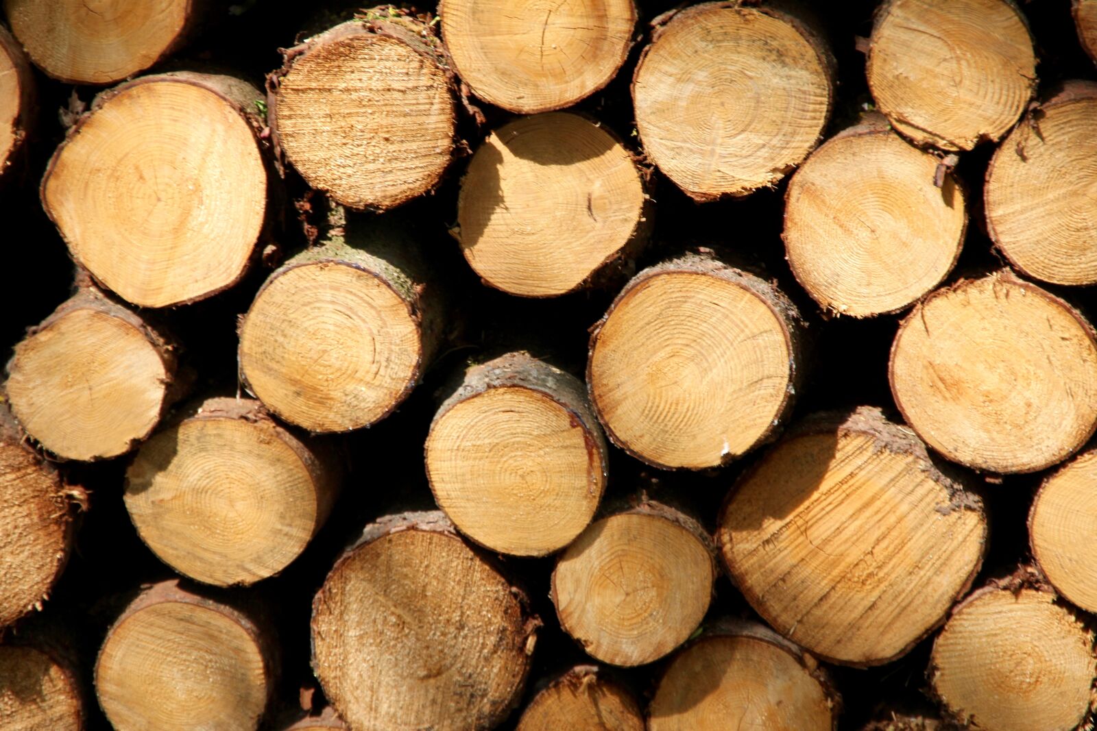 Canon EOS 60D sample photo. Wood trunks, cross section photography