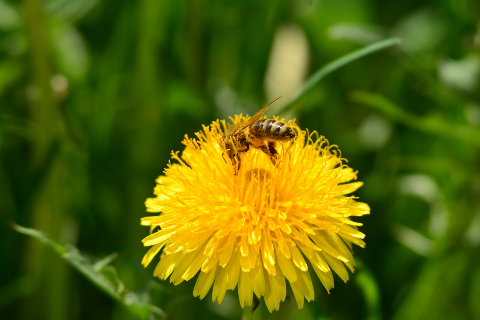 Nikon D7100 sample photo