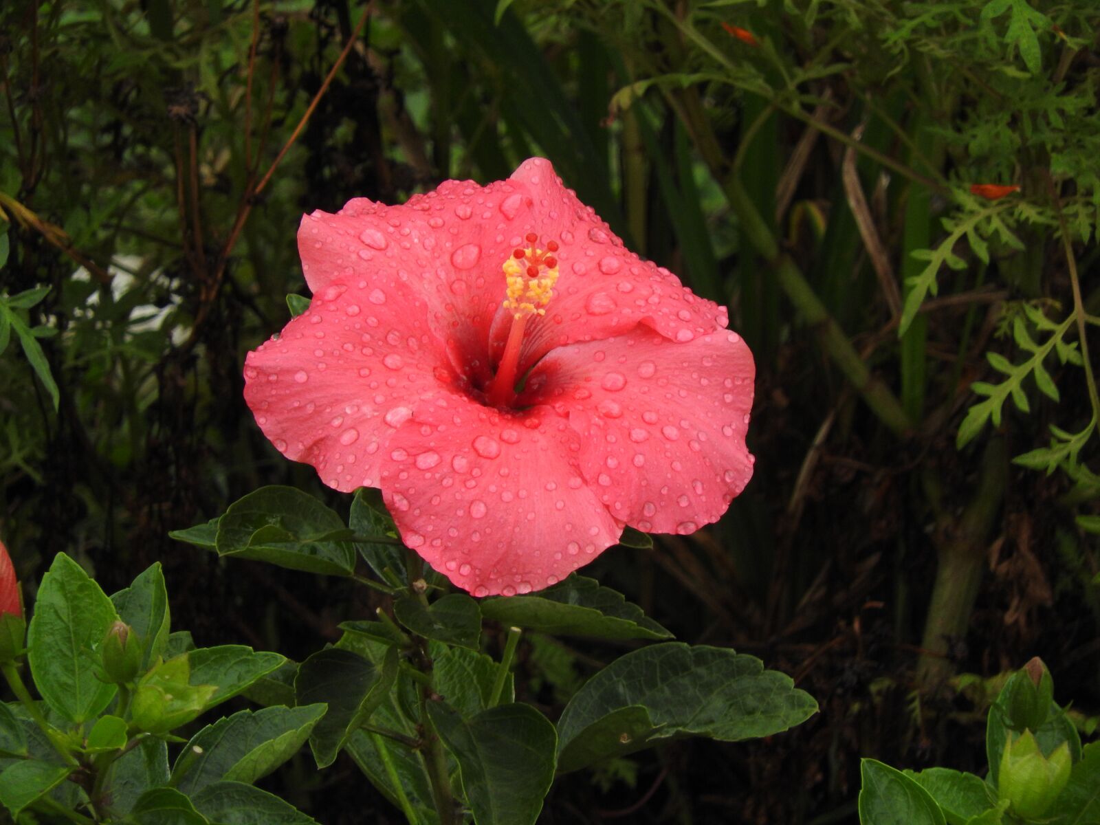 Nikon Coolpix P610 sample photo. Mimo of venus, flower photography