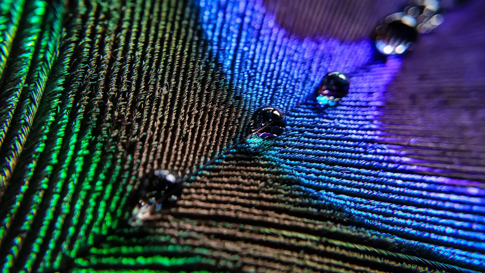 Xiaomi Mi A2 sample photo. Feather, cobaltblue, turquoise photography