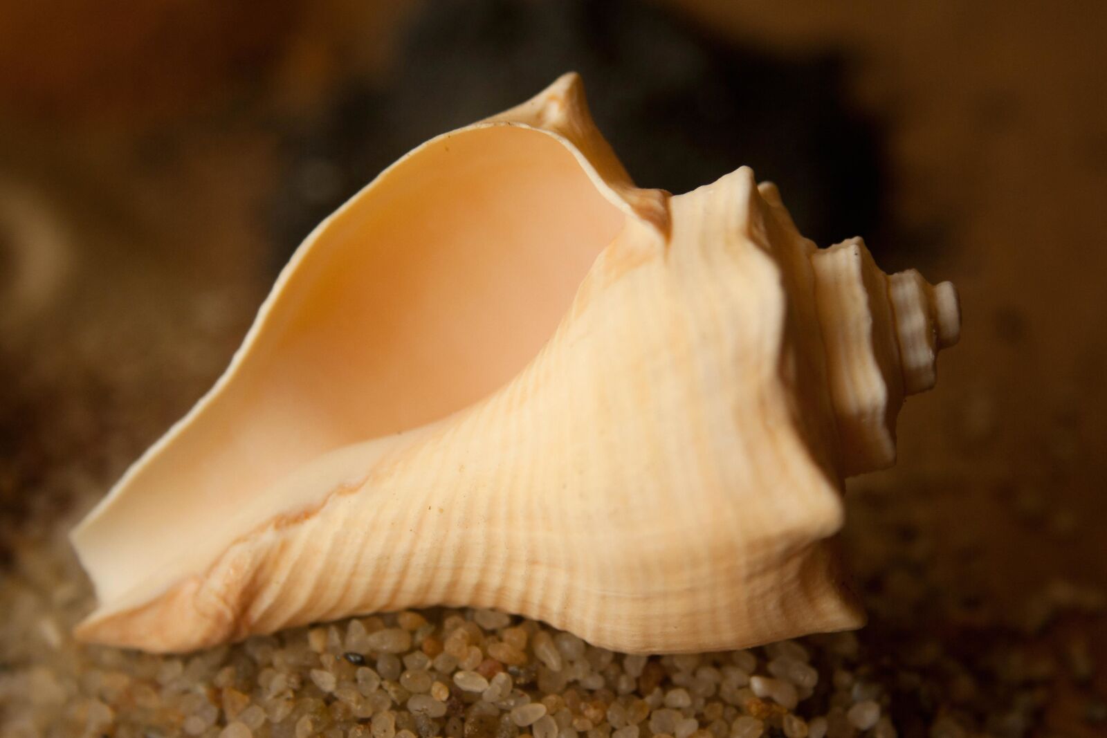 Canon EOS 1000D (EOS Digital Rebel XS / EOS Kiss F) sample photo. Seashell, conch, gastropod, mollusk photography