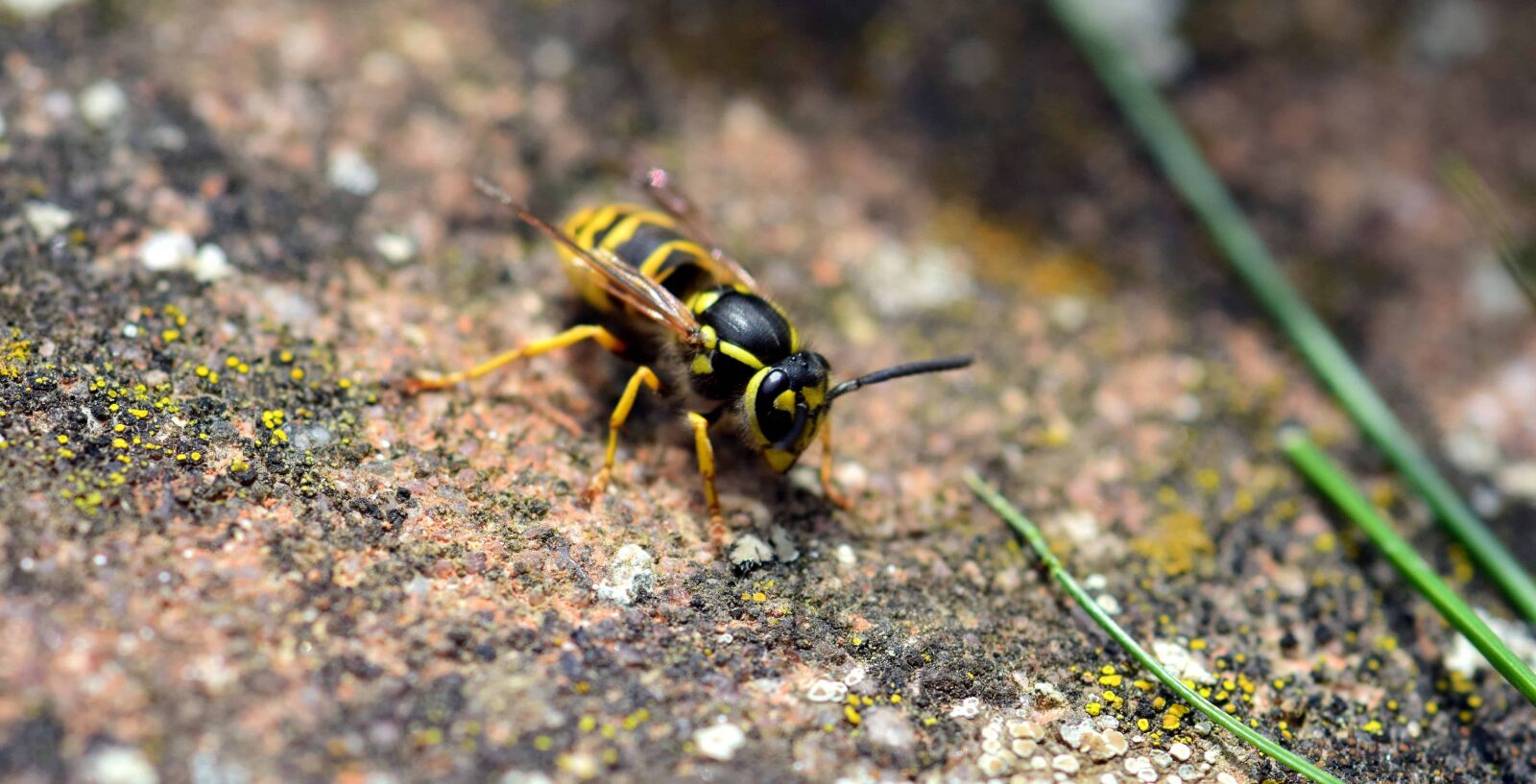 Nikon D3300 sample photo. Insect, animal, wildlife, nature photography