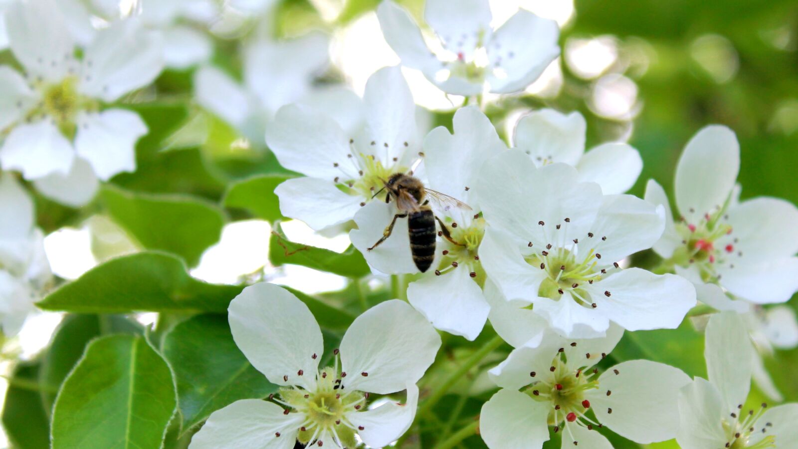 Canon EOS 1100D (EOS Rebel T3 / EOS Kiss X50) sample photo. Flower, bee, bloom photography
