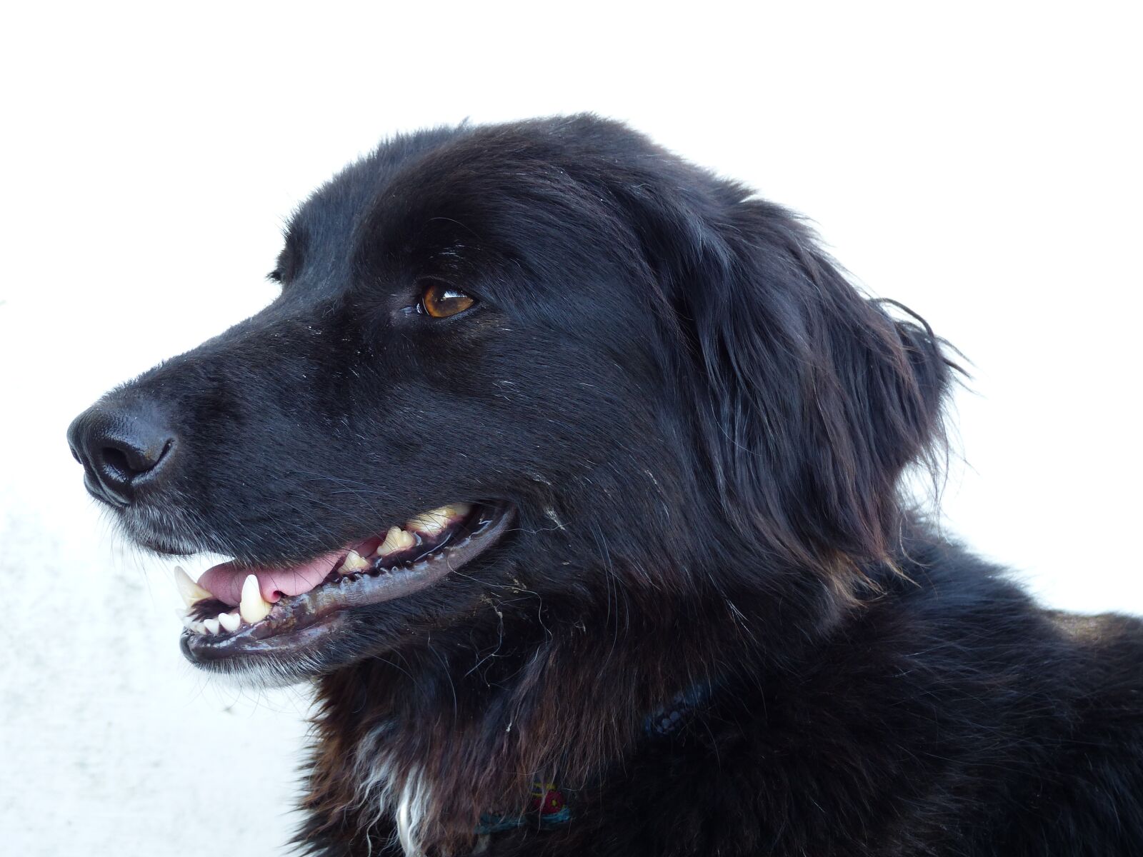 Panasonic Lumix DMC-FZ200 sample photo. Dog, dogs, black photography