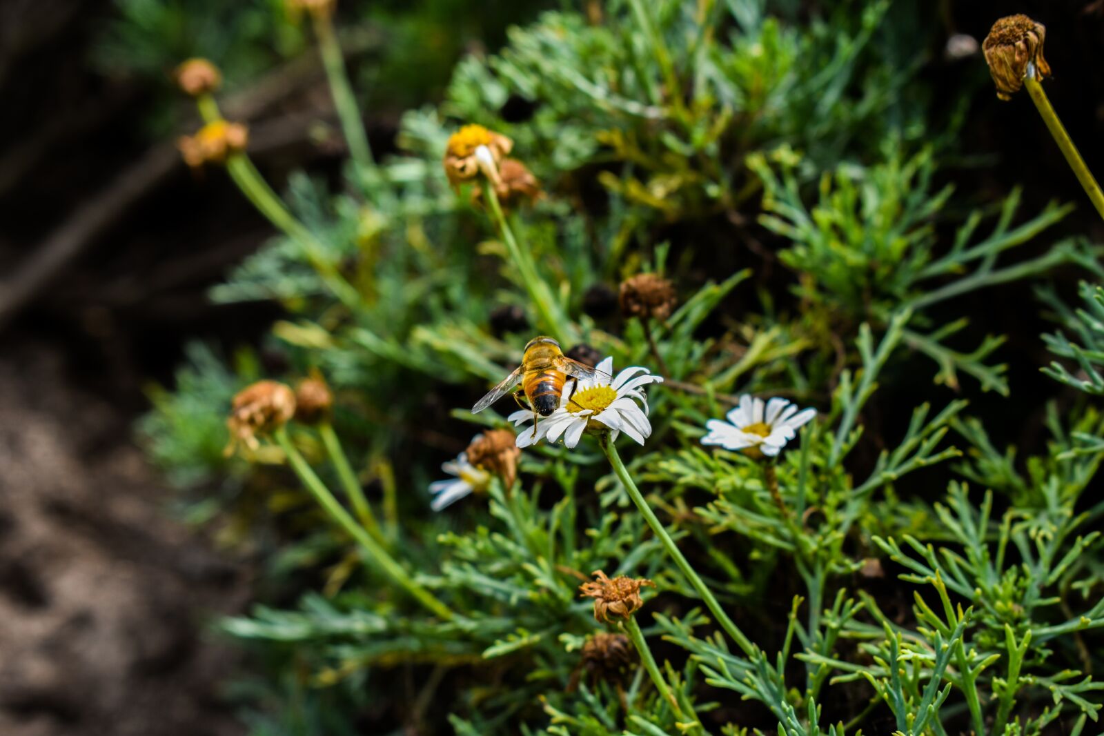 Nikon D3400 sample photo. Bee, nature, flower photography
