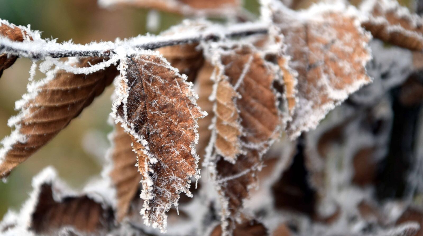 Nikon D3300 sample photo. Nature, brown leaf, cold photography