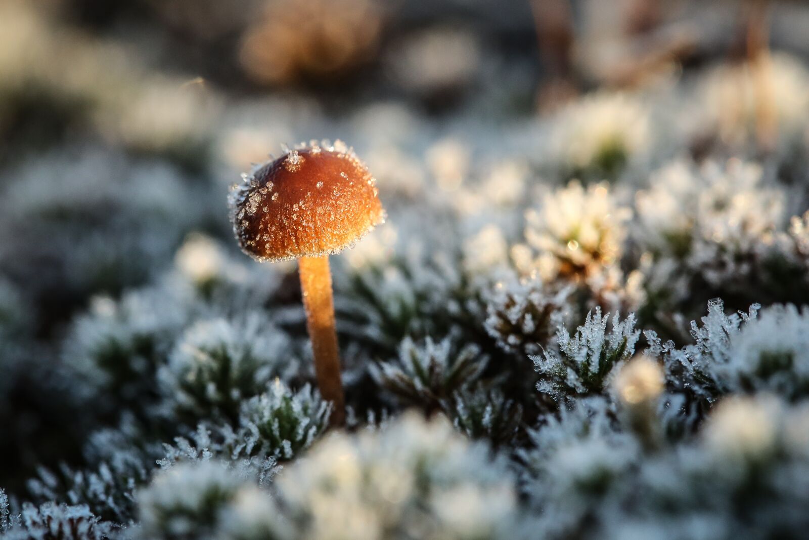 Canon EF 100mm F2.8 Macro USM sample photo. Nature, mushroom, outdoors photography