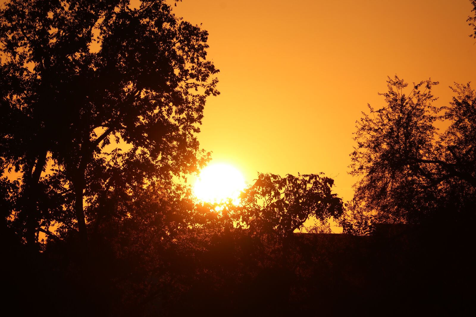 Canon EF-S 55-250mm F4-5.6 IS STM sample photo. Sunset, tree, evening photography