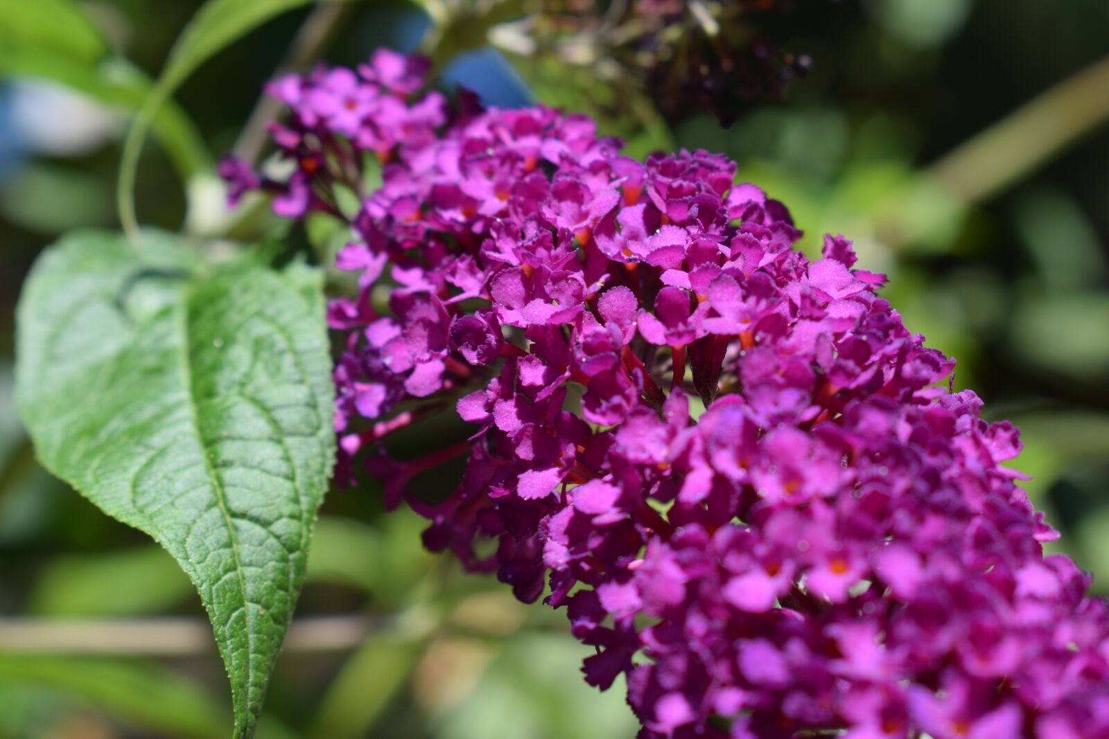 Nikon D3300 sample photo. Buddleia david, tree butterfly photography