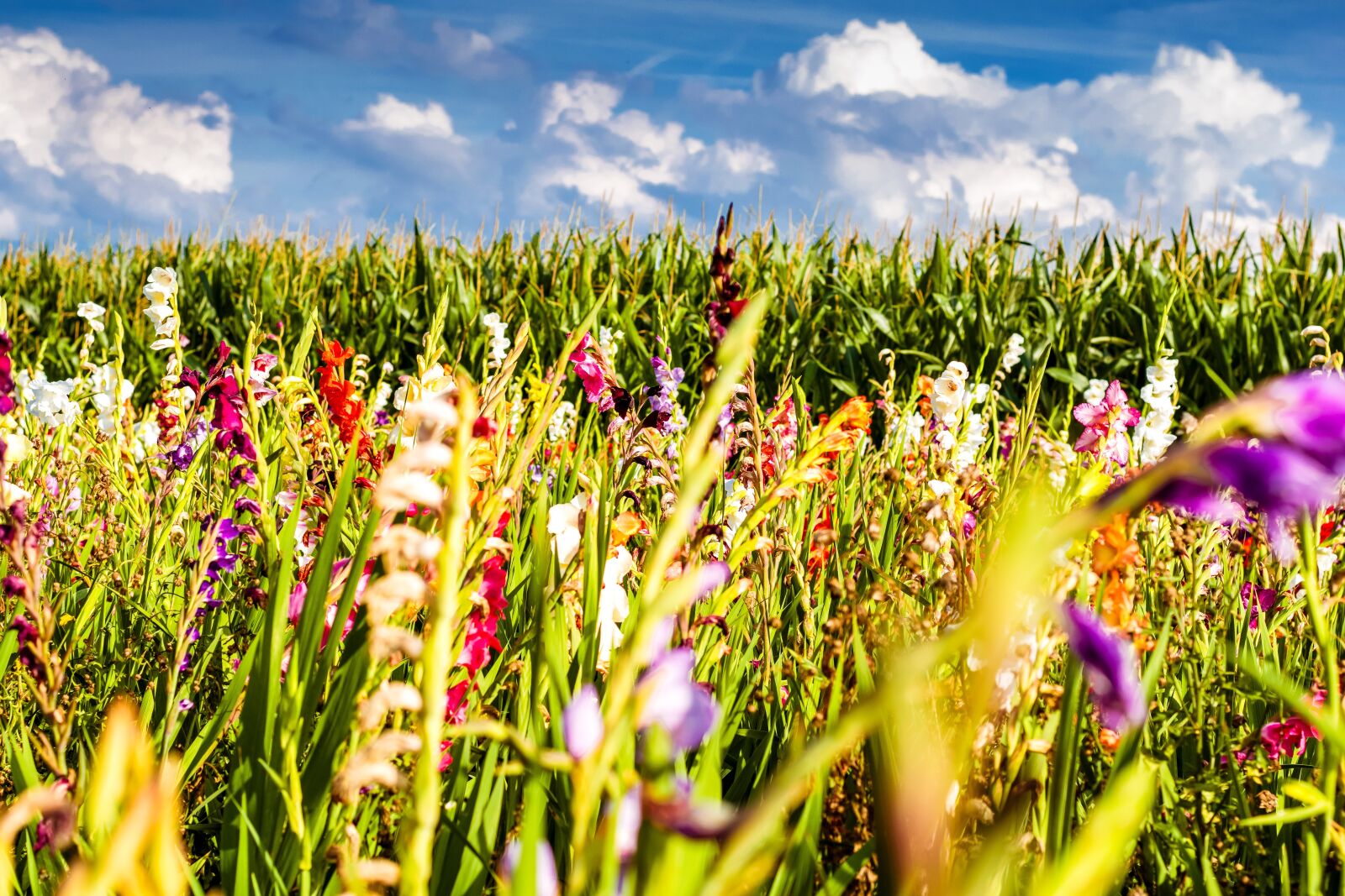 Nikon D5300 sample photo. Gladiolus, flowers, field of photography