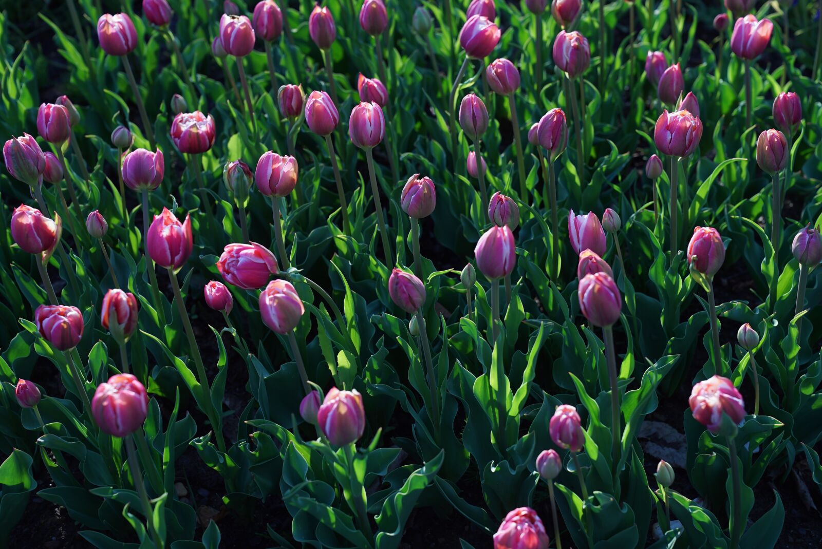 Sony a7S + Sony FE 24-70mm F2.8 GM sample photo. Tulips, tulipa humilis, flower photography