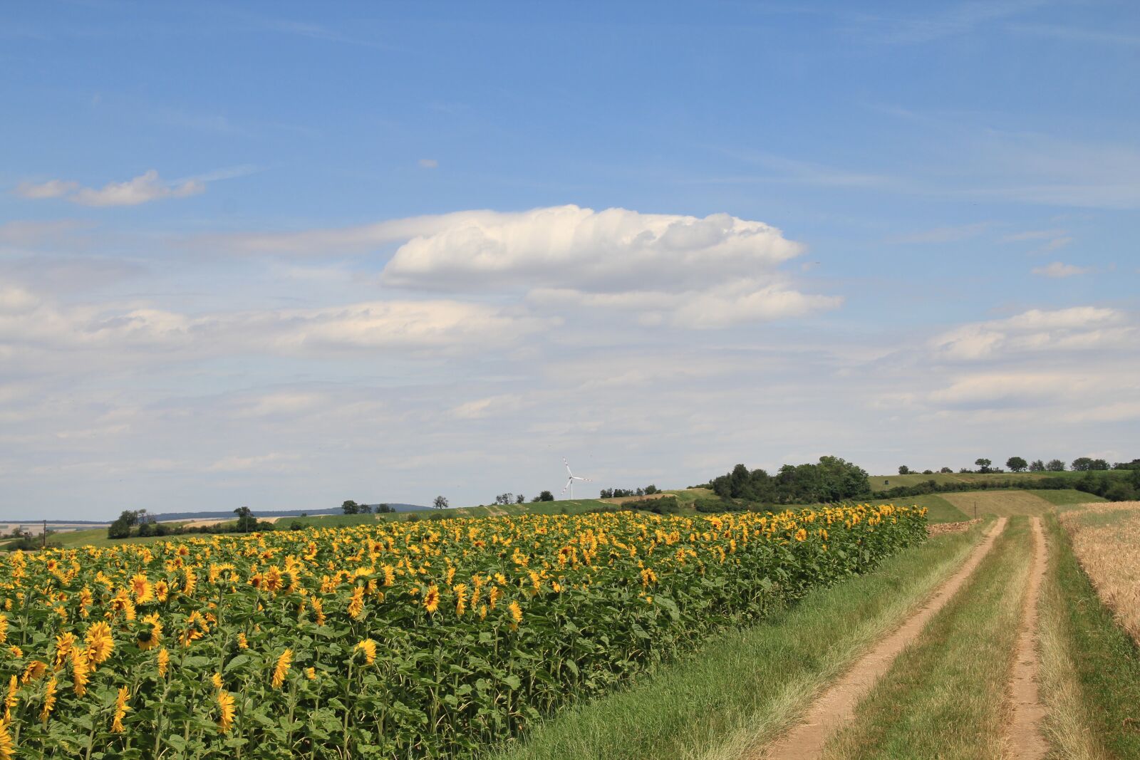 Canon EOS 550D (EOS Rebel T2i / EOS Kiss X4) sample photo. Sunflower, field, lane photography