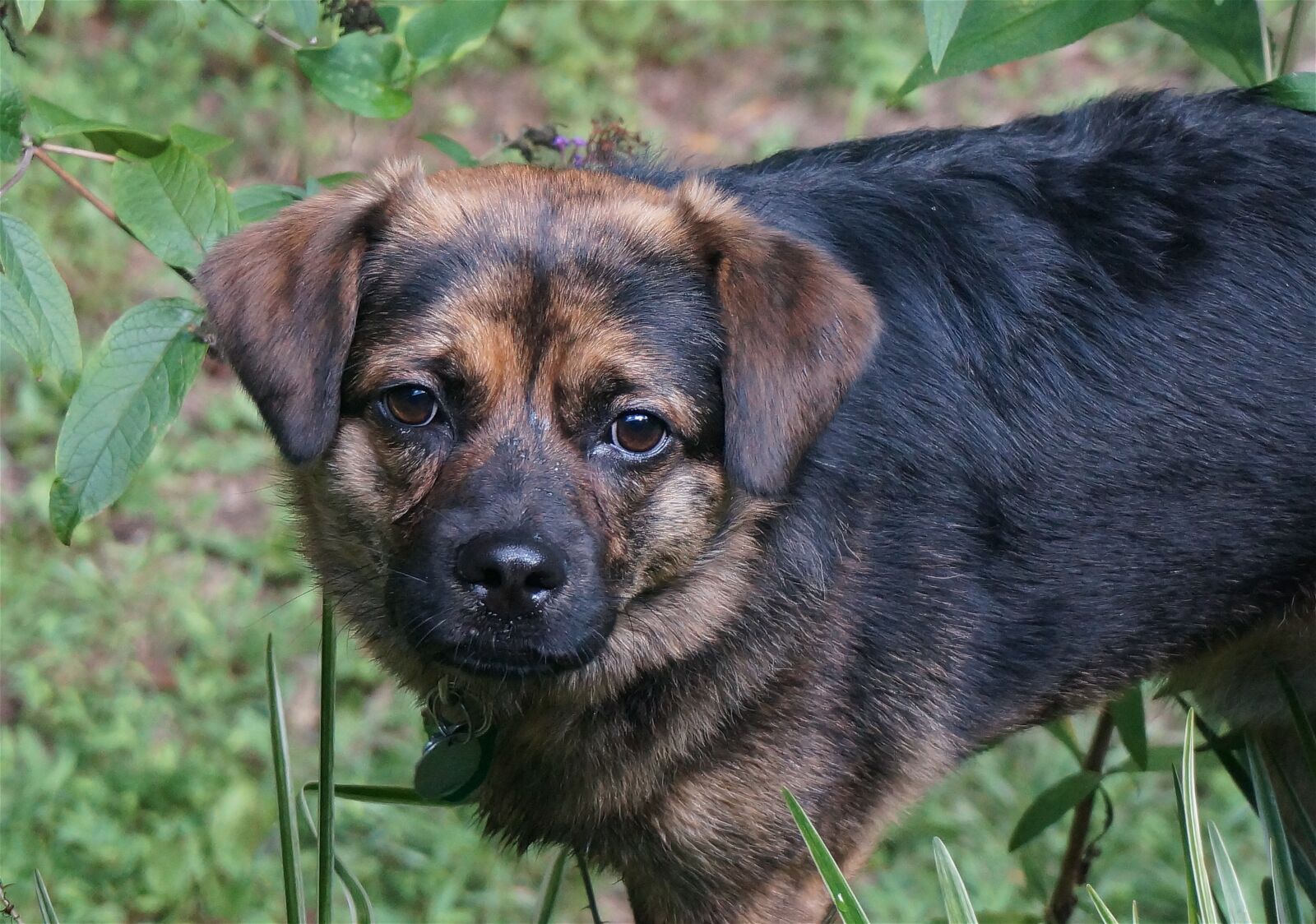 Sony Alpha NEX-5T sample photo. Cute dog with wet photography