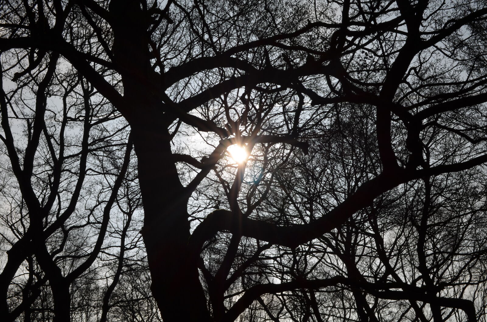 Nikon D5100 sample photo. Lens, flare, sun, tree photography
