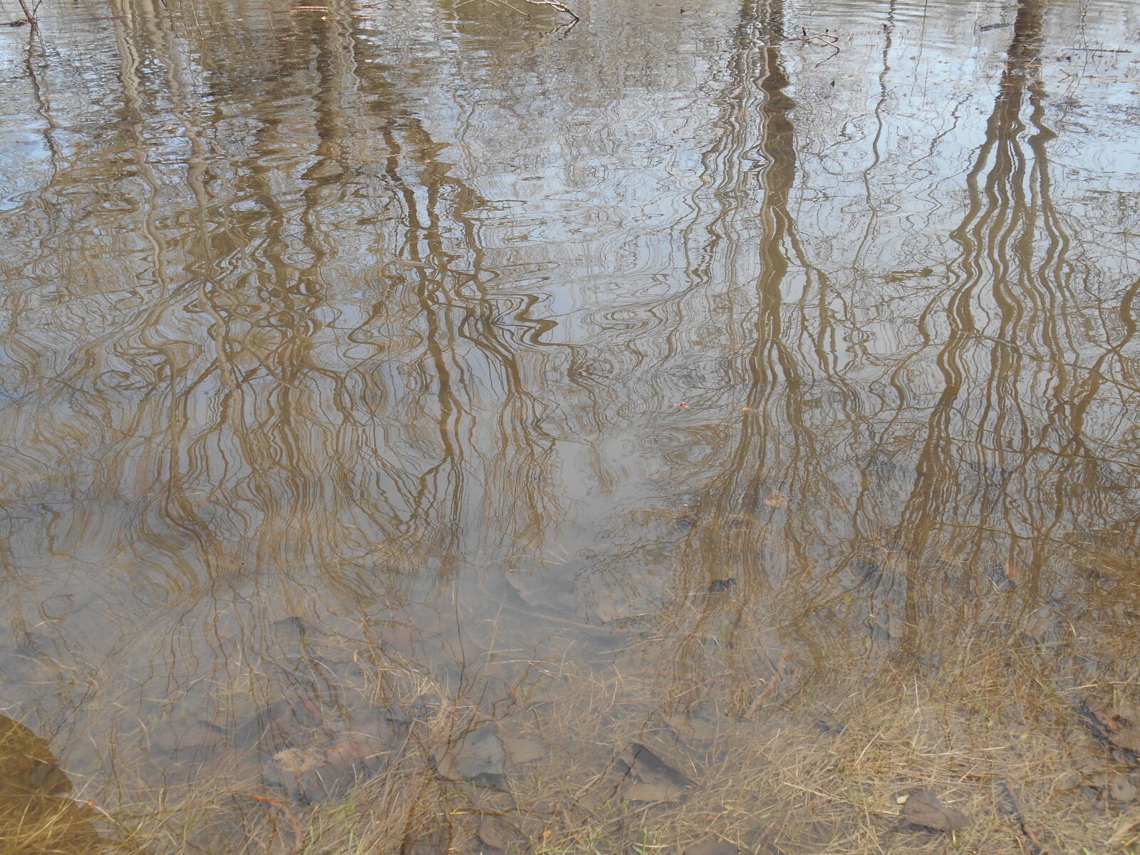 Nikon Coolpix S3500 sample photo. Arbre, banc, bank, inondation photography