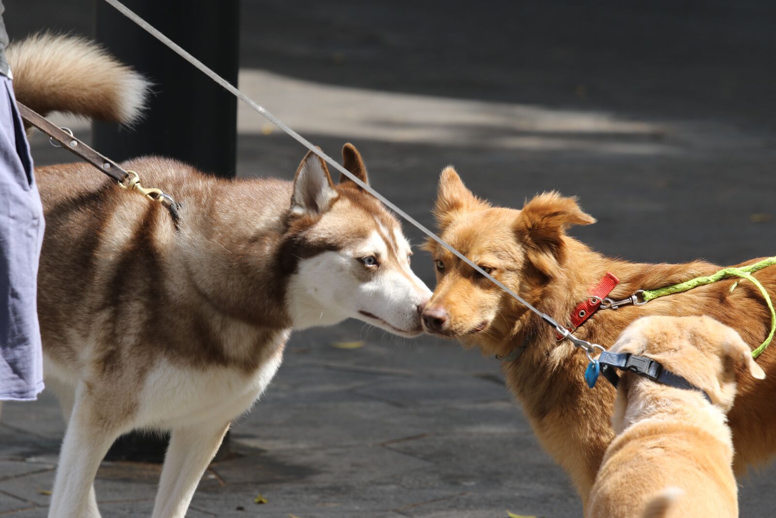 Tamron SP 70-200mm F2.8 Di VC USD G2 sample photo. Dogs, meeting, friendship photography