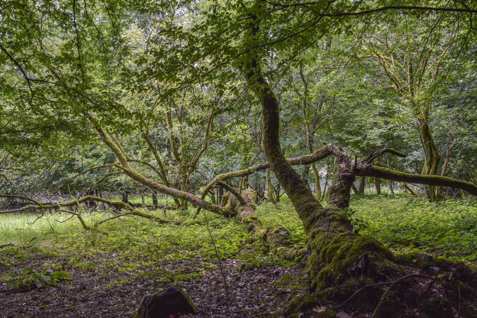 Nikon D3300 sample photo. Forest, tree, landscape photography