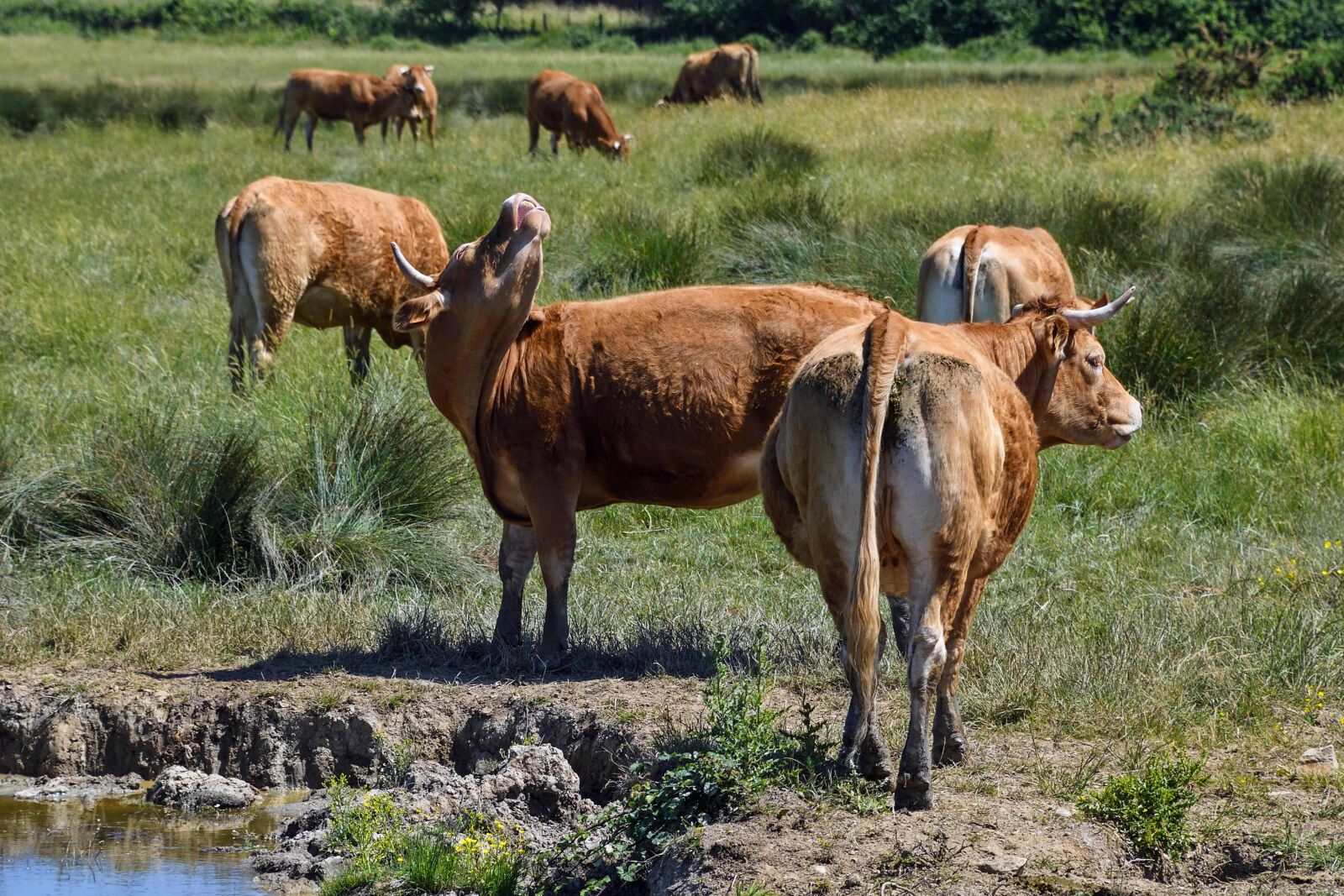 Nikon D500 sample photo. Agriculture, animal, grass, livestock photography