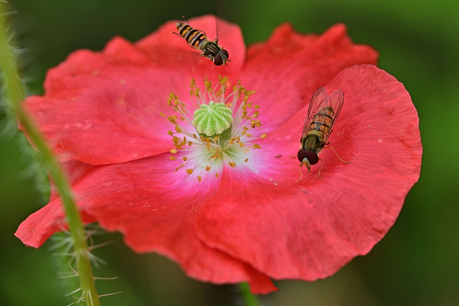 Nikon D5200 sample photo. Klatschmohn, hoverfly, nature photography