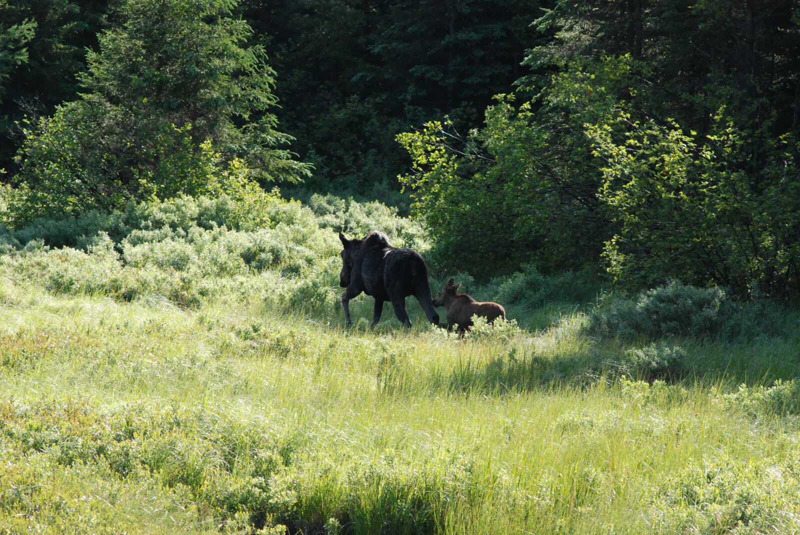 Nikon D80 sample photo. Moose, moose and cow photography