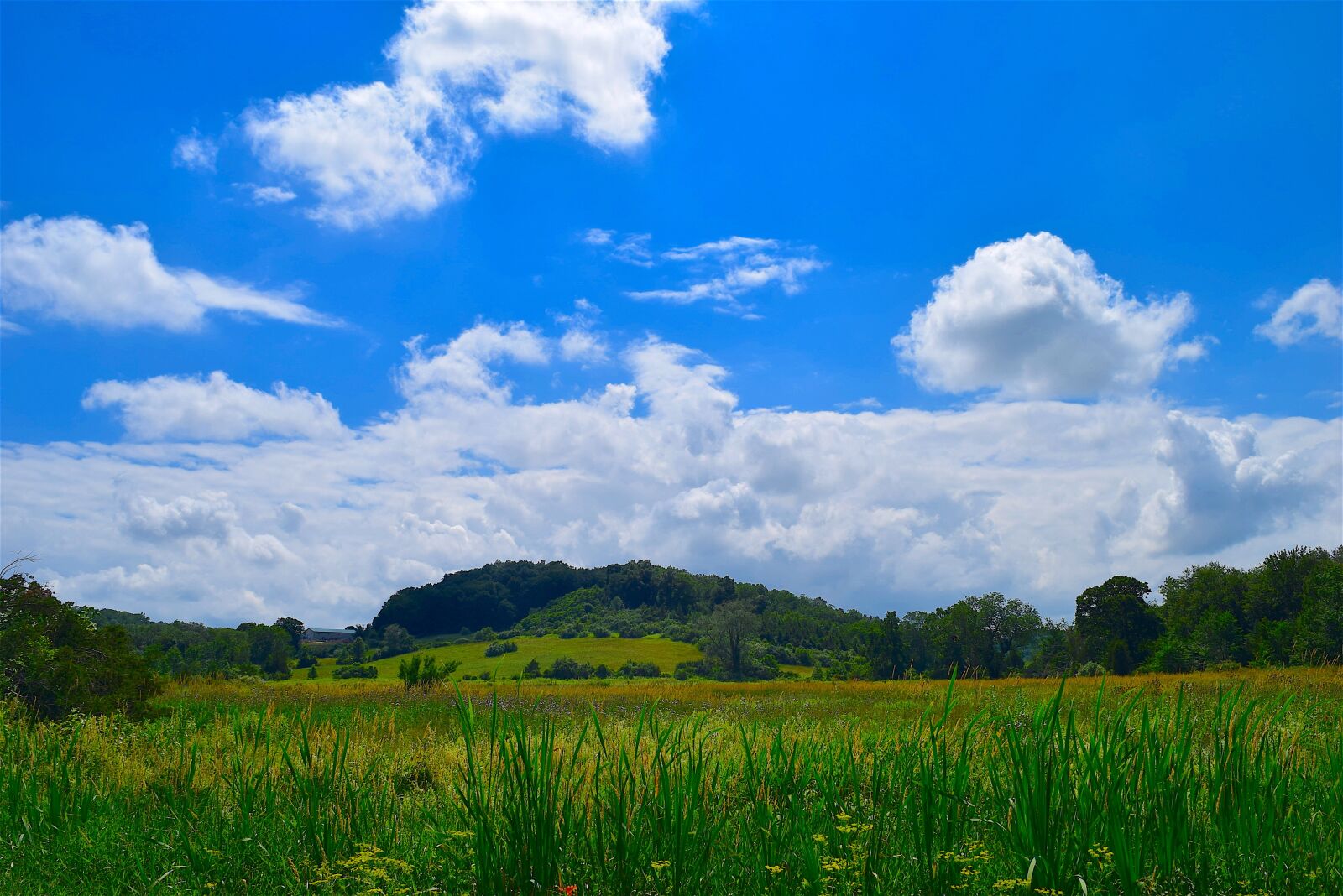 Nikon D3300 sample photo. Meadow, landscape, nature photography