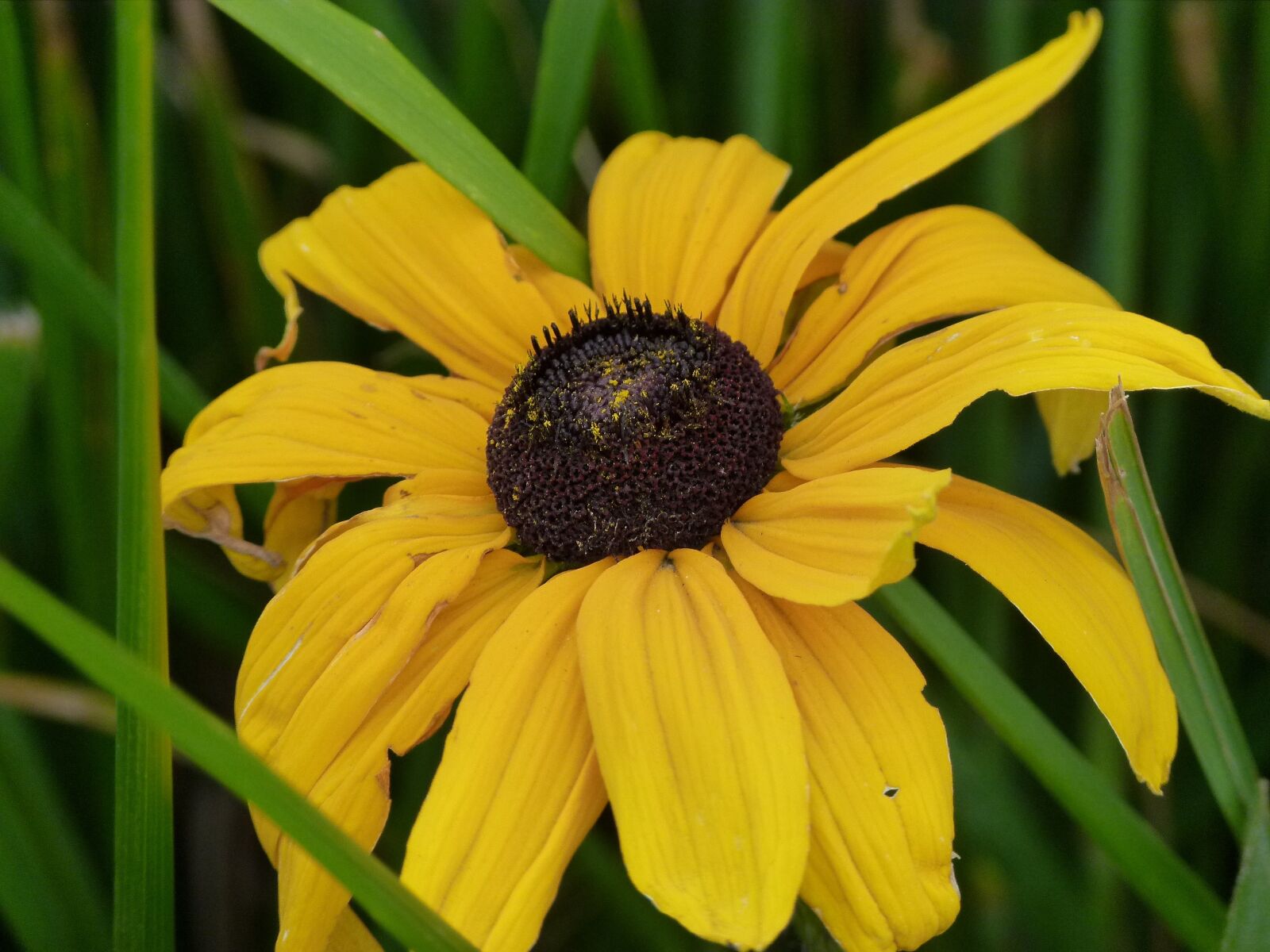 Panasonic Lumix DMC-FZ100 sample photo. Flower, yellow, floral photography