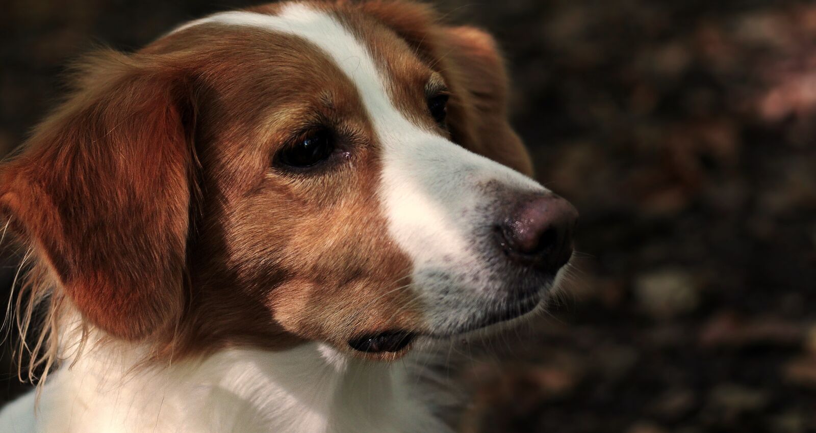 Canon EF 50mm F1.8 STM sample photo. Dog, kooikerhondje, profile photography