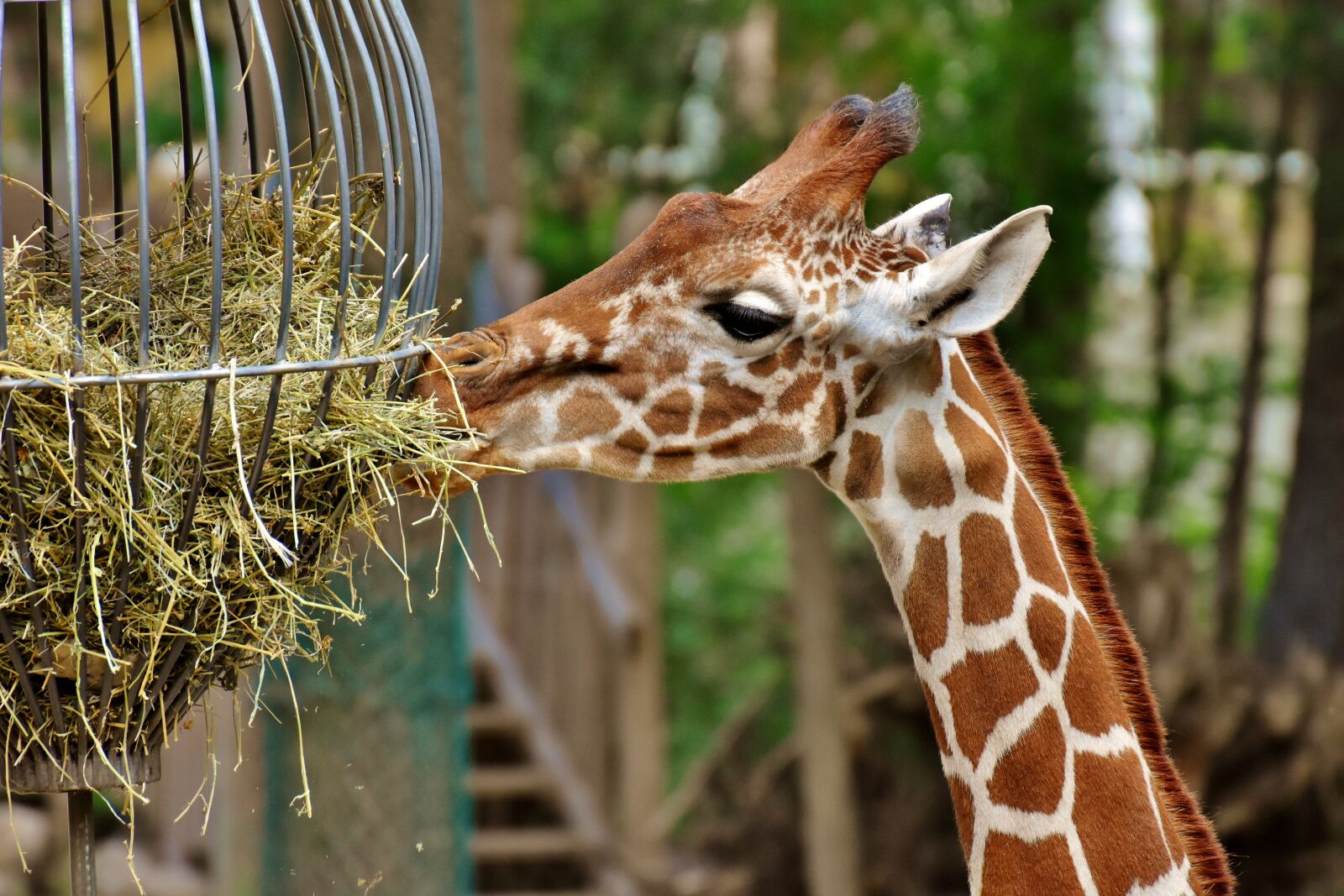 Nikon D7200 sample photo. Giraffe, zoo, animal photography